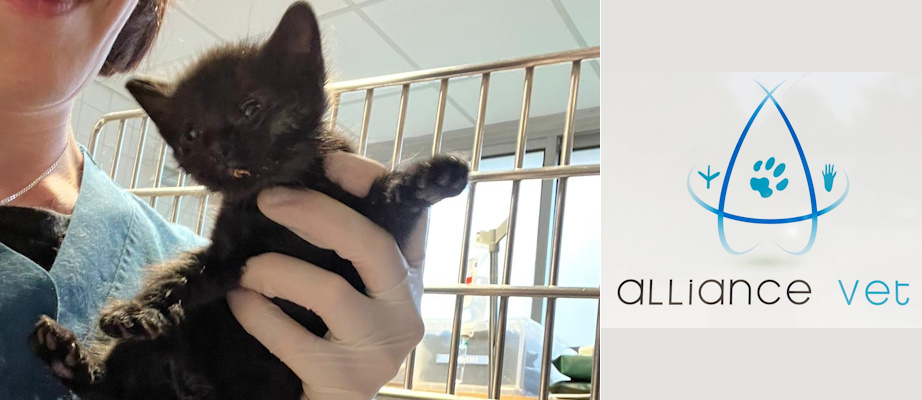 Premier contact d'Hagrid avec les vétérinaires de chez Alliance Vét au Plessis-Trévise