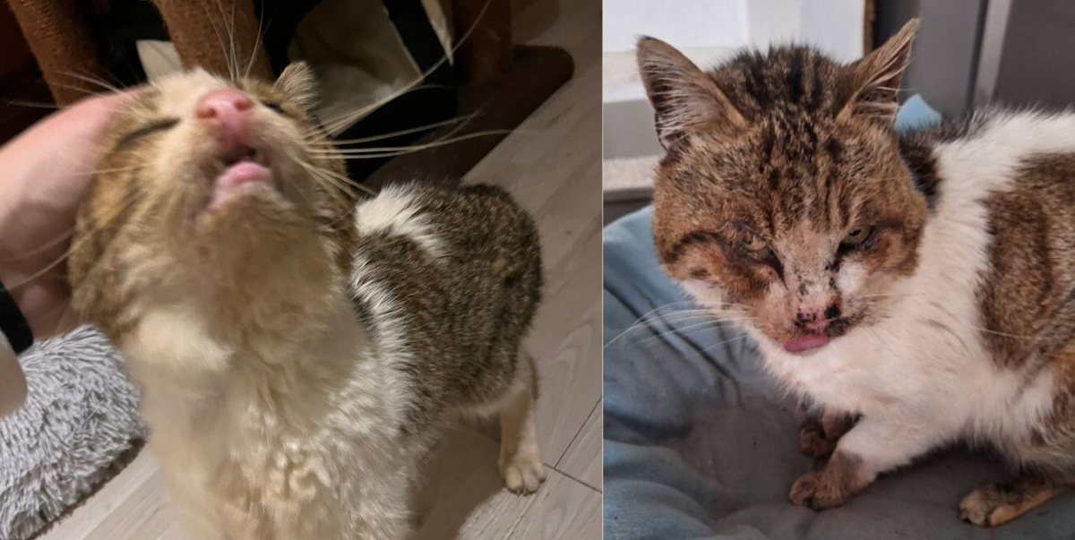 Ponroy chat trappé dans un garage Le Pléssis-Trévise