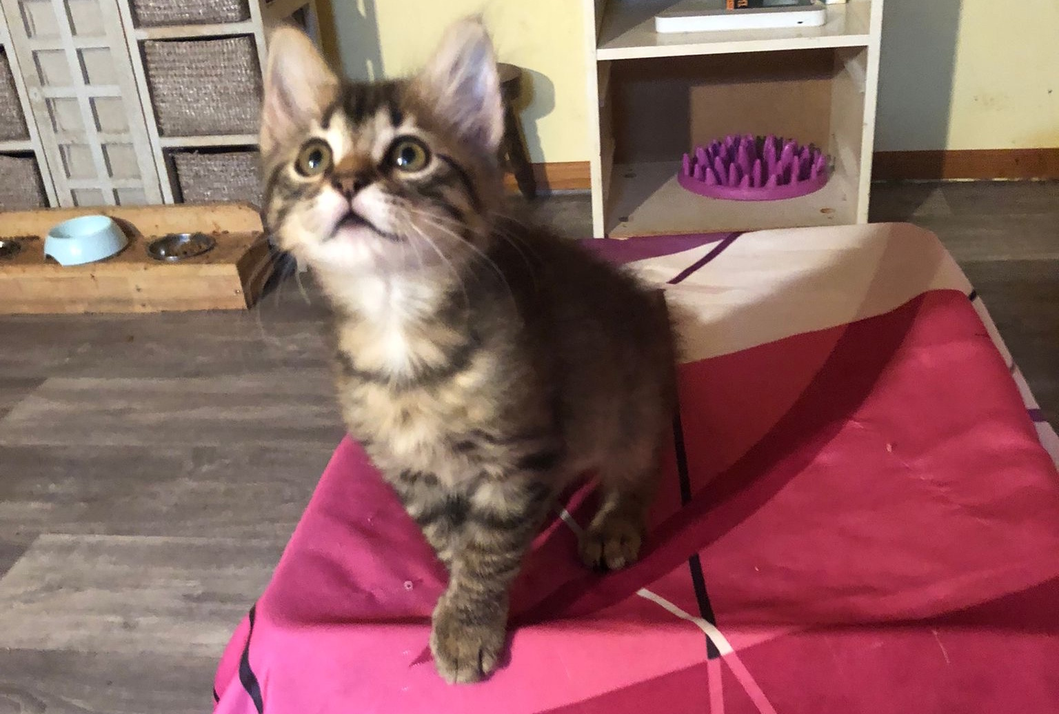 un chaton attentif - licence image CC-BY-NC-SA