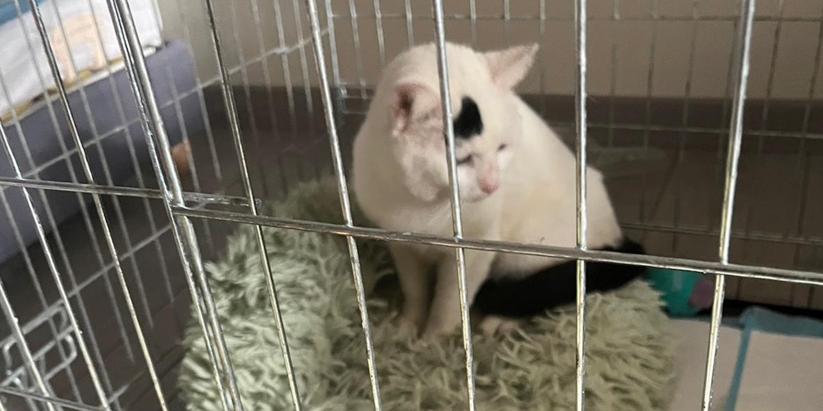 Toutblanc le chat en cagéotherapie après une facture du bassin