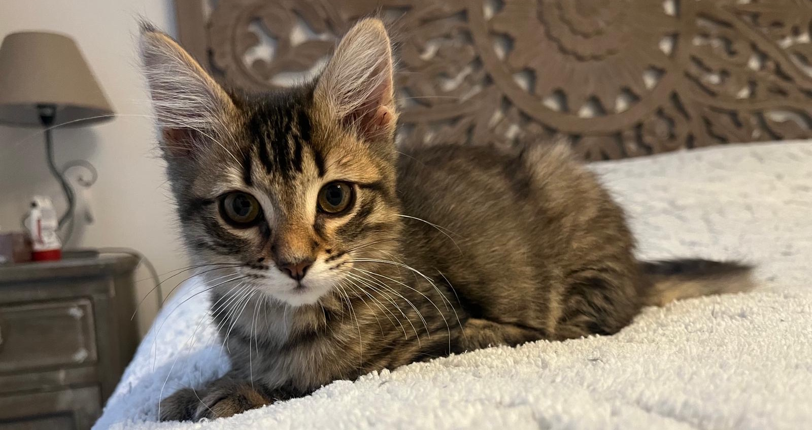 Un des premiers chatons sauvés par l'association Les Minous Oubliés - licence image CC-BY-NC-SA