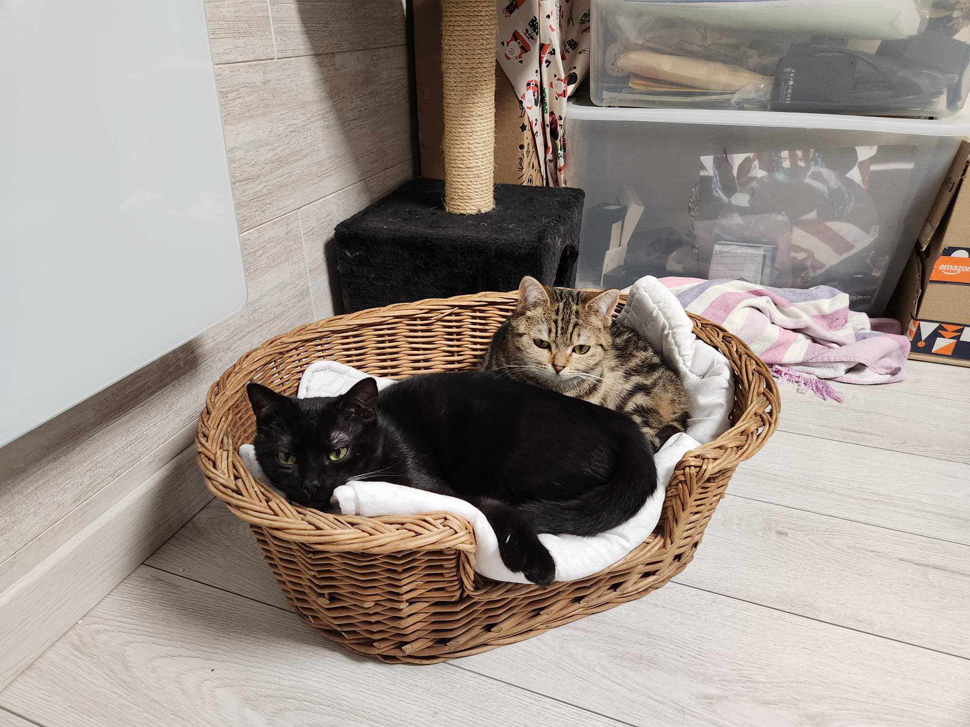 476506075 650605854143784 6403391018175278755 n