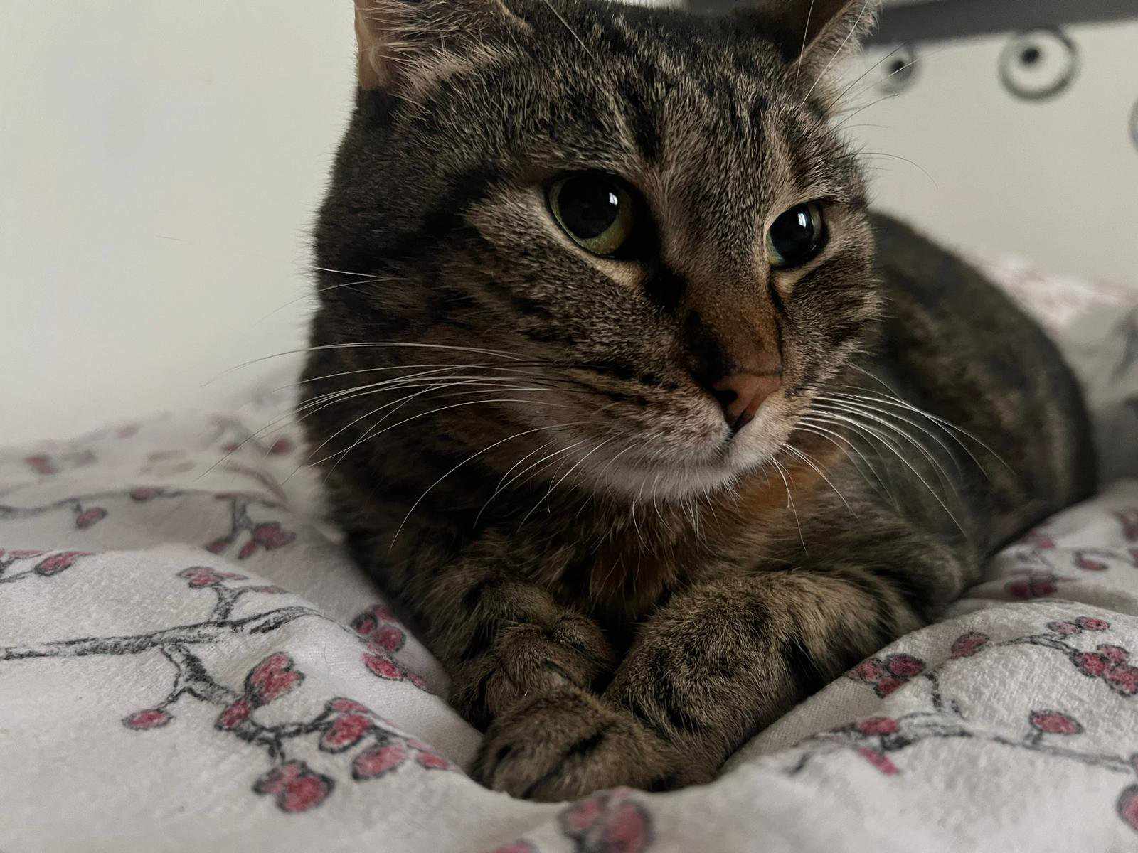 tibelle chatte calicivirus