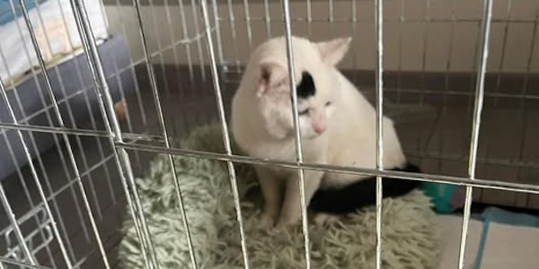 des nouvelles de toutblanc, le chat en cagéothérapie