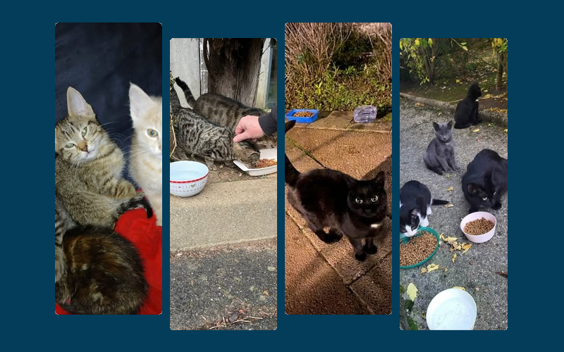 suivez nos actions envers les chats sur les réseaux sociaux